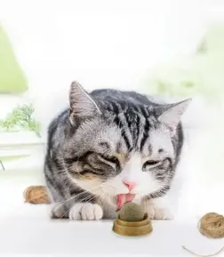 Catnip Toy Balls - Interactive Licking Snack with Molar Teeth Benefits for Cats